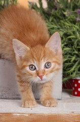 Cute red kitten stretching