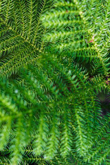Beautiful background with cedar needles.