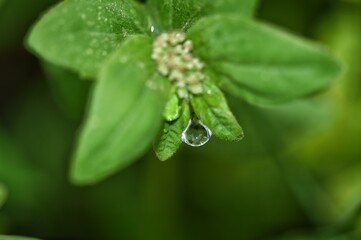 dew on a leaf