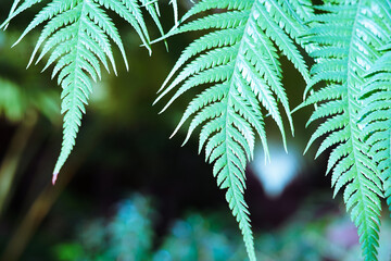 Background with green fern leaves.