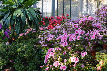 Fototapeta na wymiar Rhododendrons blossom in botanical garden.