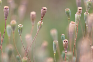 Tender poppy flower heads without petals show a romantic scenery and blurry background with a selective focus and a lot of copy space - a natural background with floral atmosphere in summer