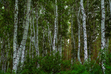 Fototapeta premium waterfall in the forest
