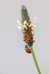 Cute little ladybug with red wings and black dotted hunting for plant louses as biological pest...