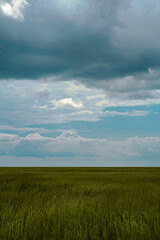 field of wheat
