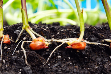 sprouts of corn soil with exposed roots emanating from grain