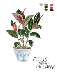 Fototapeta premium flower ficus elastica melany in a pot hand draw watercolor Color palette letters