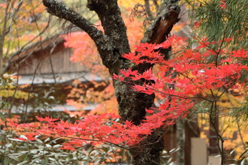 秋の綺麗な紅葉