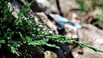 juniper