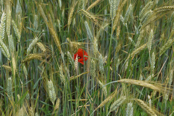 Getreidefeld mit Mohnblume, Gerste grün und gelb, Sommer, Reife, rot und grün