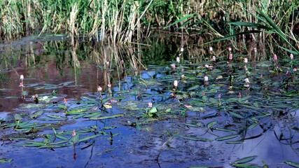 plants on the lake