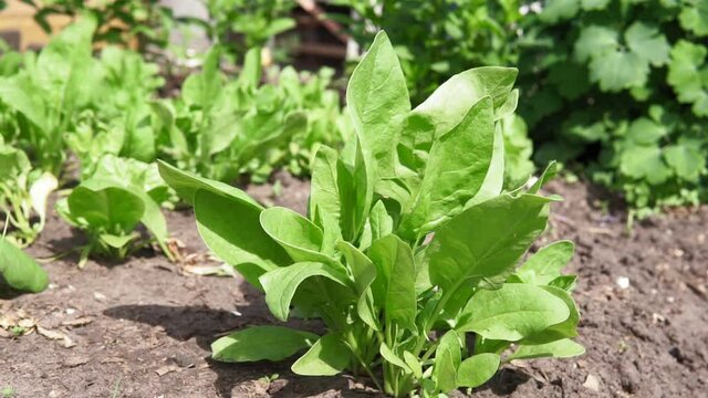 Spinach growing in garden. Fresh natural leaves of spinach growing Bio spanach.