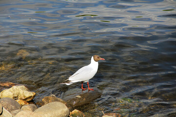 black headed gull