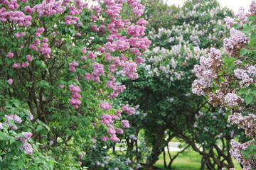 Obraz premium lilac garden