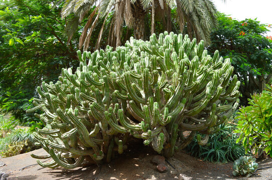 Polaskia chichipe