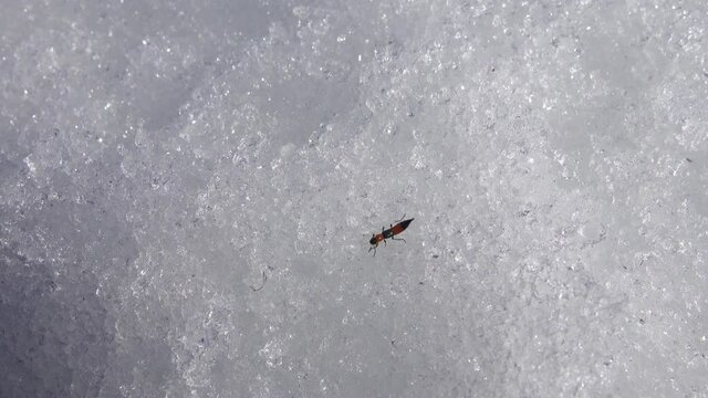 Rove beetle (Paederus riparius) insect is not yet warm and crawls through the thawed snow

