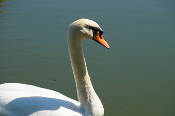 beautiful white swan swims on the water surface of a lake in a city park on a summer day