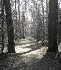 nature in the forest, road