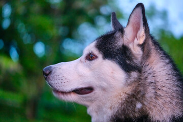 portrait of the beautiful dog Husky color