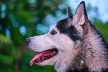 portrait of the beautiful dog Husky color