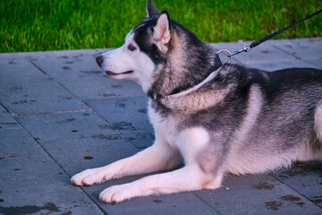 Husky dog lies on a tratoire on a leash color