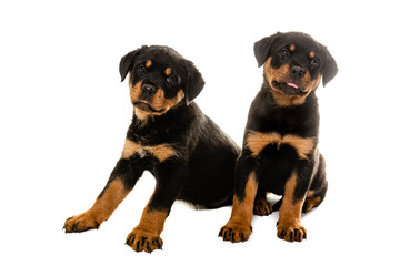 Portrait Of Cute Black Rottweiler Puppy.