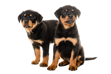 Portrait Of Cute Black Rottweiler Puppy.