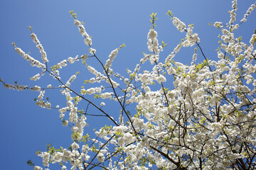 Weisse Kirschblüten auf  Baumzweigen, Blauer Himmel