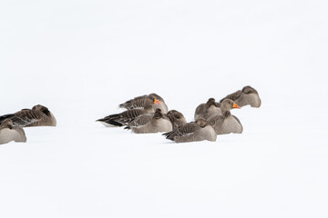 A gaggle of greylag geese resting in the snow