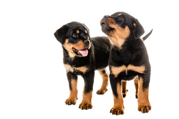 Portrait Of Cute Black Rottweiler Puppy.