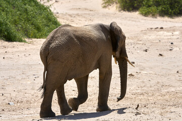 Very rare wild desert elephant  in Hoanib river valley, Damaraland, Kaokoveld, Kaokoland, Kunene, Sesfontein, Namibia
