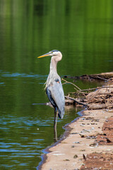 great blue heron in the water