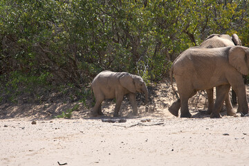 Fototapeta premium Very rare wild desert elephant family protecting babies in Hoanib river valley, Kunene, Damaraland, Kaokoveld, Kaokoland, Sesfontein, Namibia