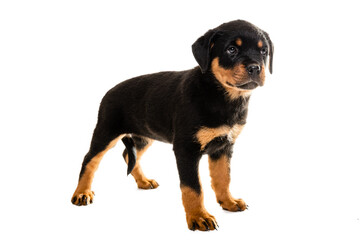 Obraz premium Portrait Of Cute Black Rottweiler Puppy.