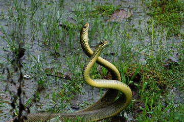 Caspian Whipsnake reproduction process Image