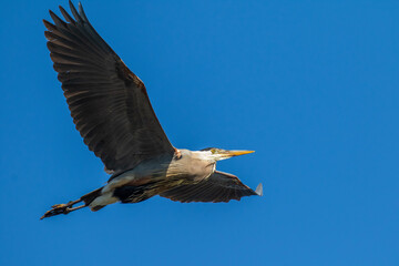 great blue heron in flight