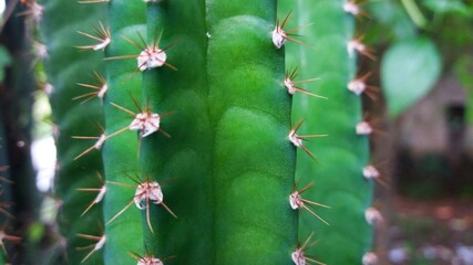 Cactus plant close up view looking beautiful in jungle. 