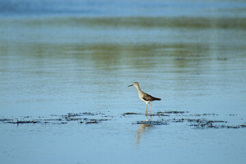Gull Walking Around the Wetlands