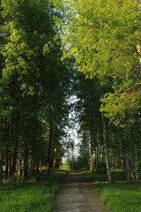 Road in the summer park