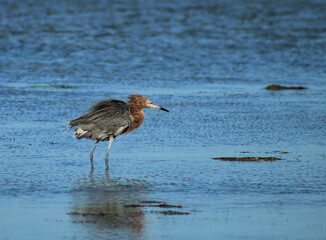 Heron Drying its Feathers
