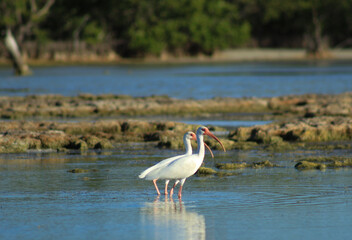 Ibis Birds Walking in the Wetlands