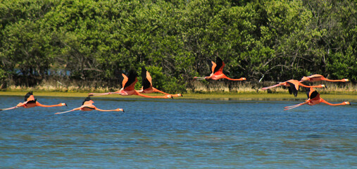 Flamingos Flying Low