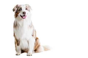 Full Length Of Australian Shepherd Panting.