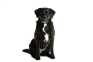 Black Australian Shepherd and Labrador mixed breed dog on white