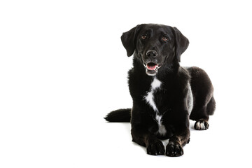 Black Australian Shepherd and Labrador mixed breed dog on white