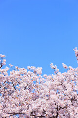 満開の桜と青空。