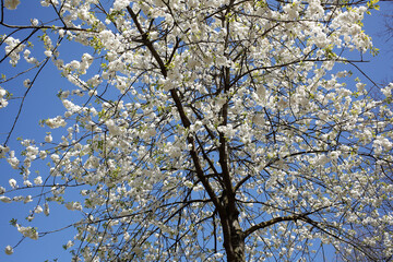 Weisser Kirschblüten auf  Kirschbaum aus der Froschperspektive, Blauer Himmel