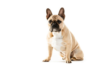 Full Length Portrait Of Cute French Bulldog