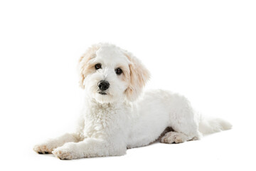 Cute Maltese Puppy Against White Background.