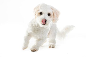 Cute Maltese Puppy Against White Background.